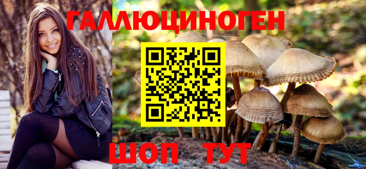 Галлюциногенные грибы Psilocybe Торжок